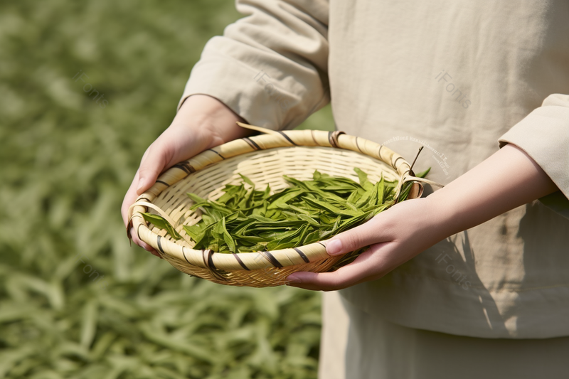 中国茶园姑娘手捧新茶手部特写,高清,摄影图,摄影图片,图片大全,摄影图免费下载